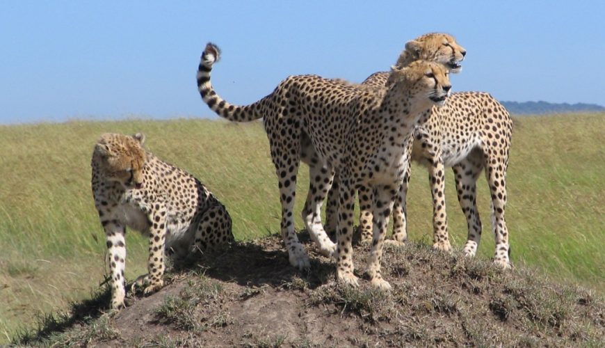 Corporate Travel Services | Top Holidays