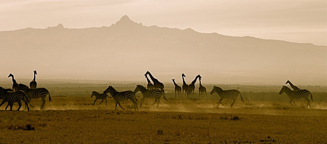DAY 6 - Nanyuki - Ol Pejeta Conservancy 